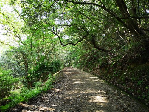 天拝山登山道