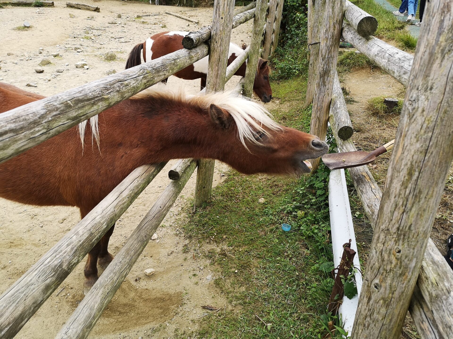 どんぐり村の馬の餌やり