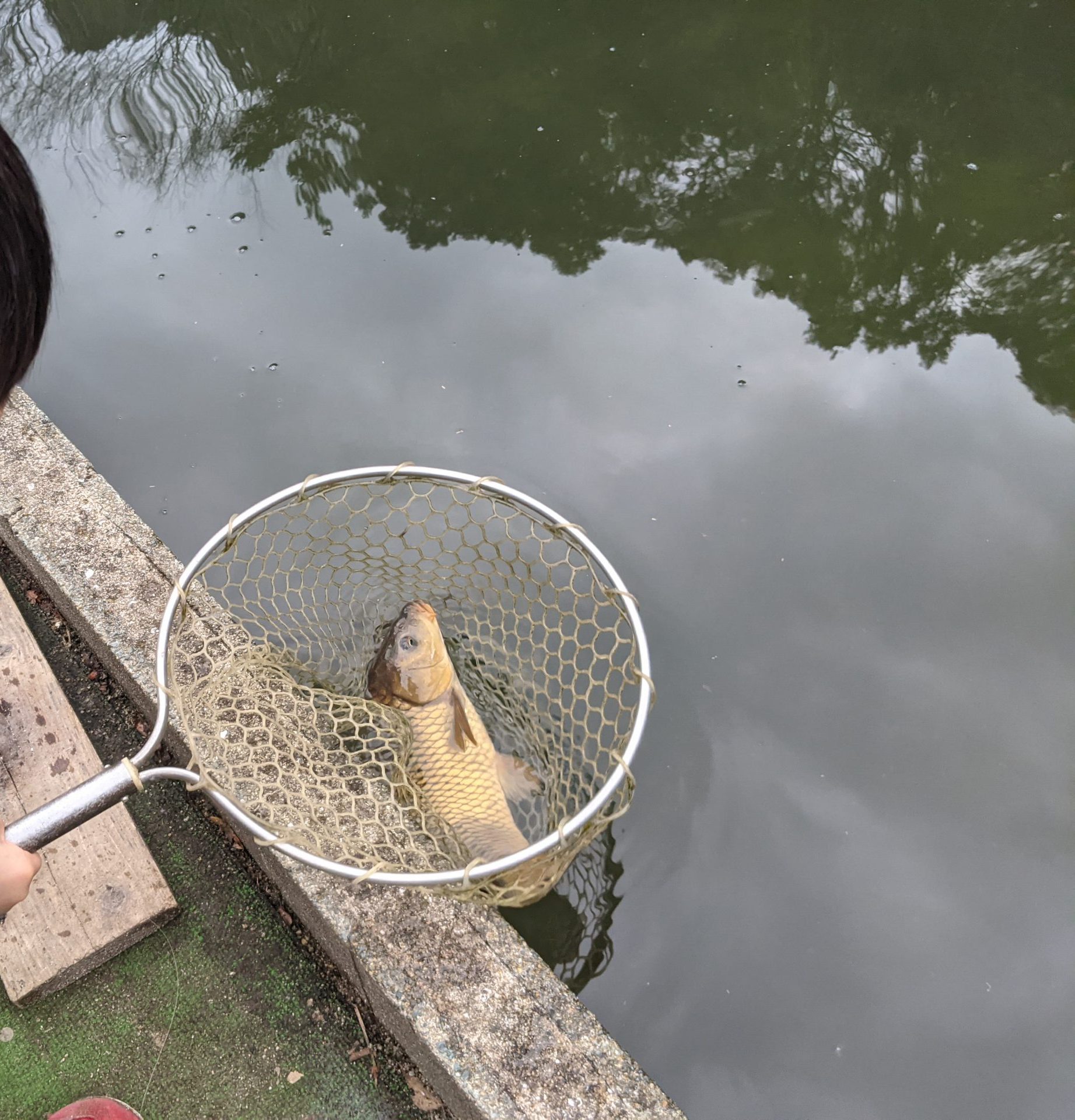 鳥栖の鯉釣り