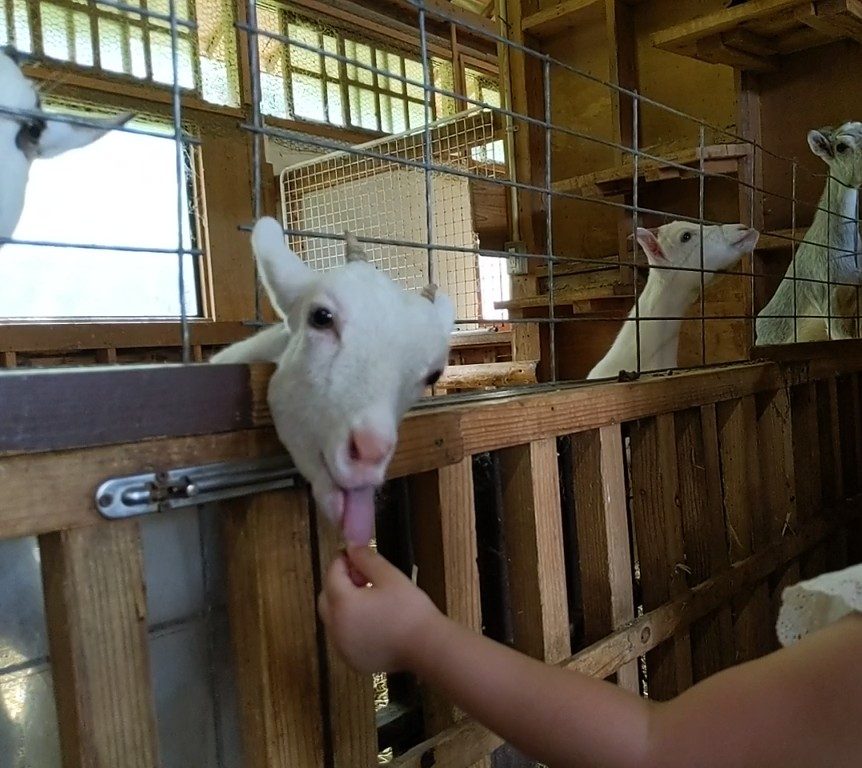 どんぐり村でヤギに餌やり