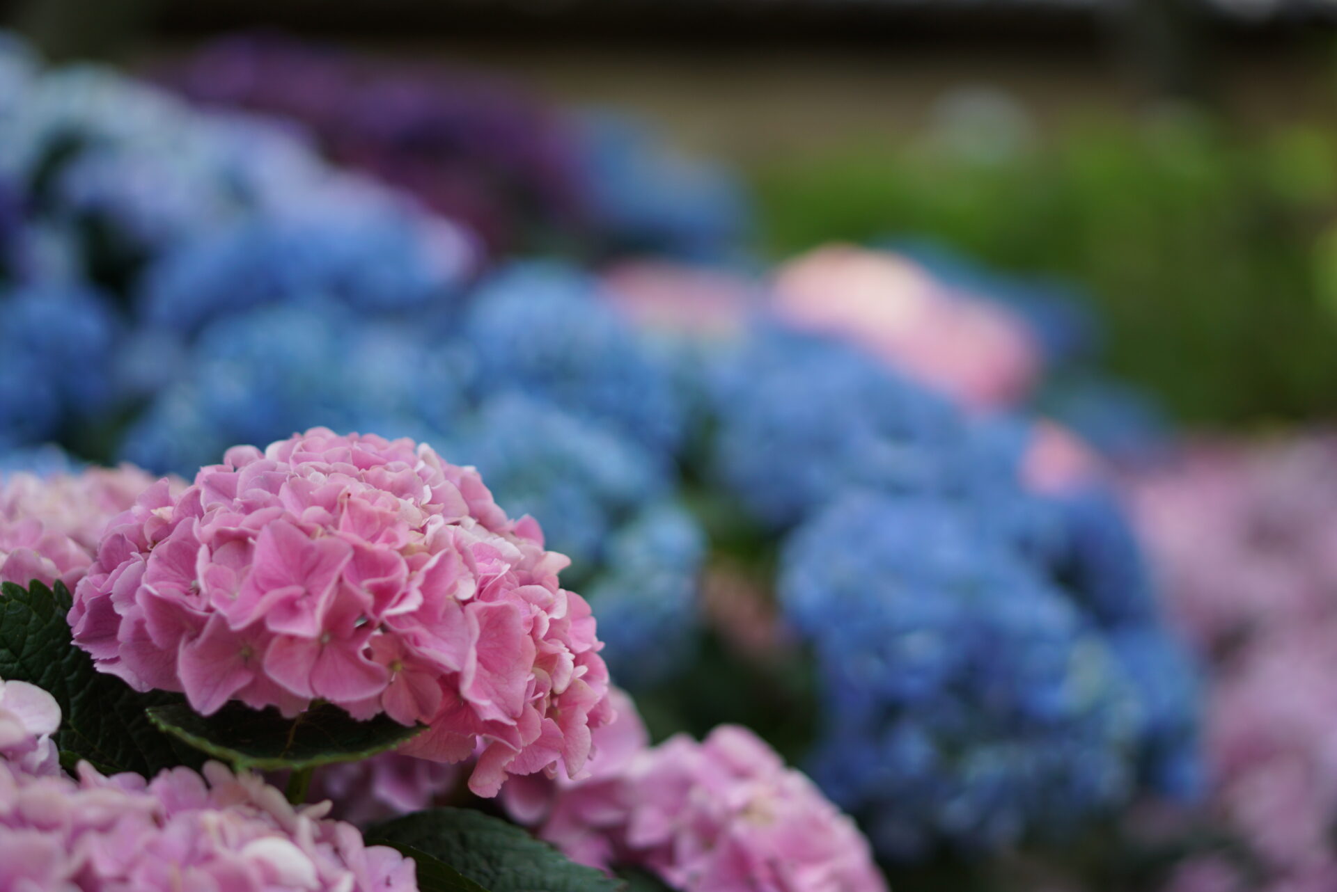 筥崎宮の紫陽花