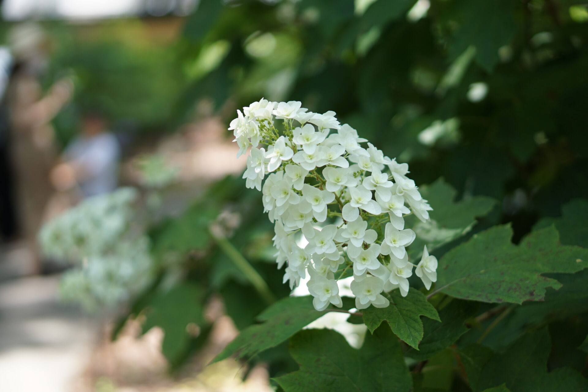 筥崎宮の紫陽花