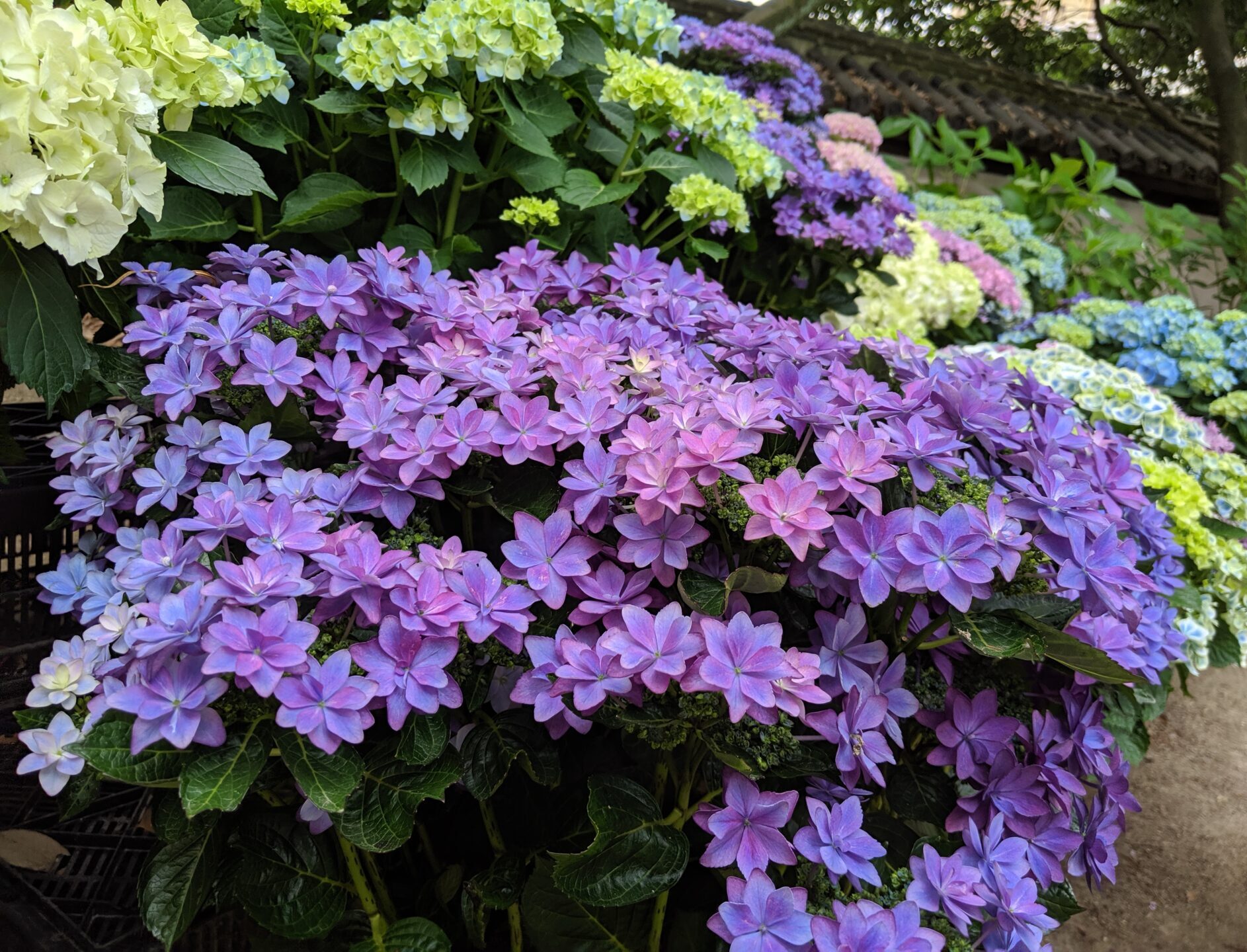 紫陽花