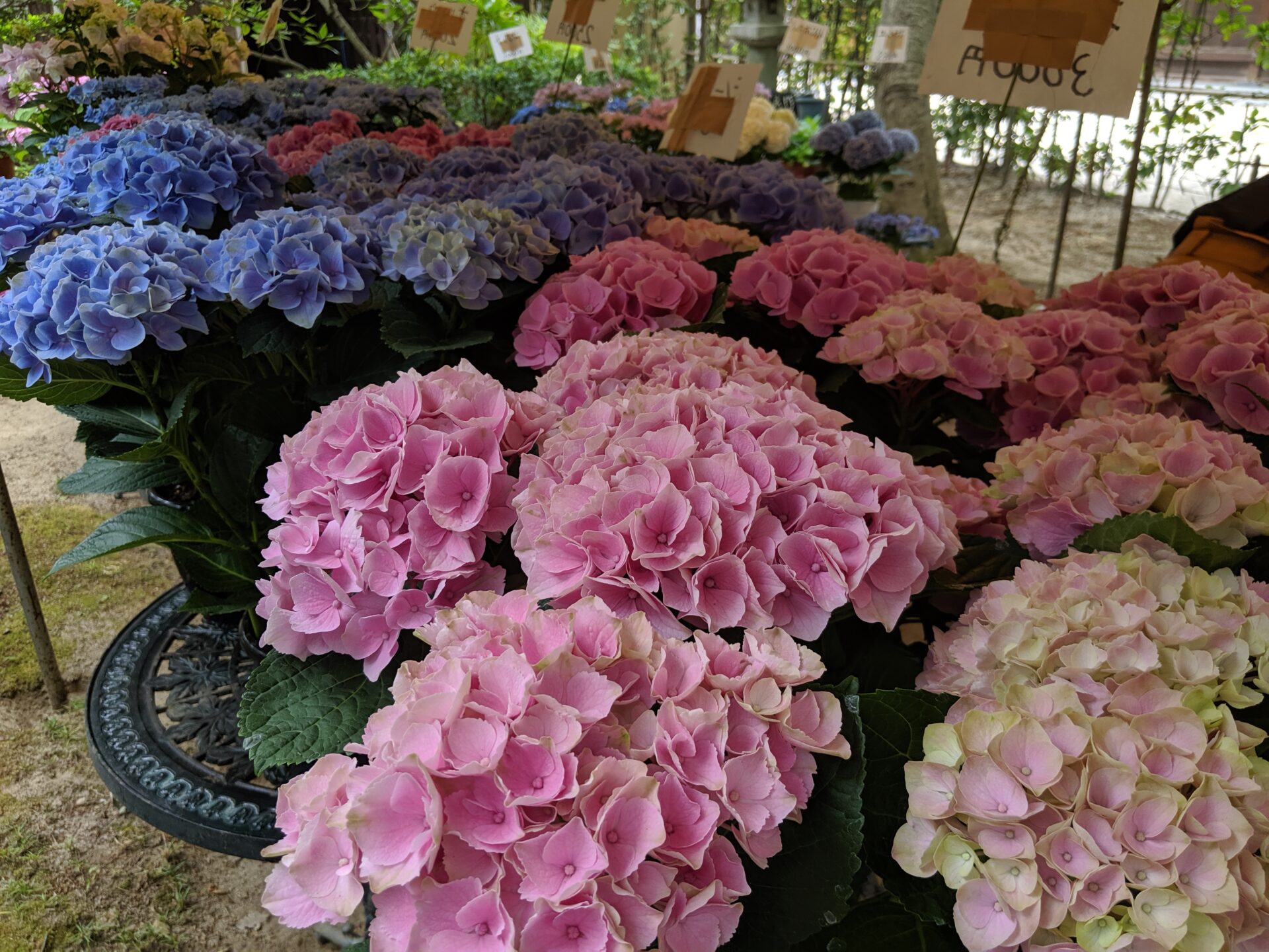 紫陽花の販売