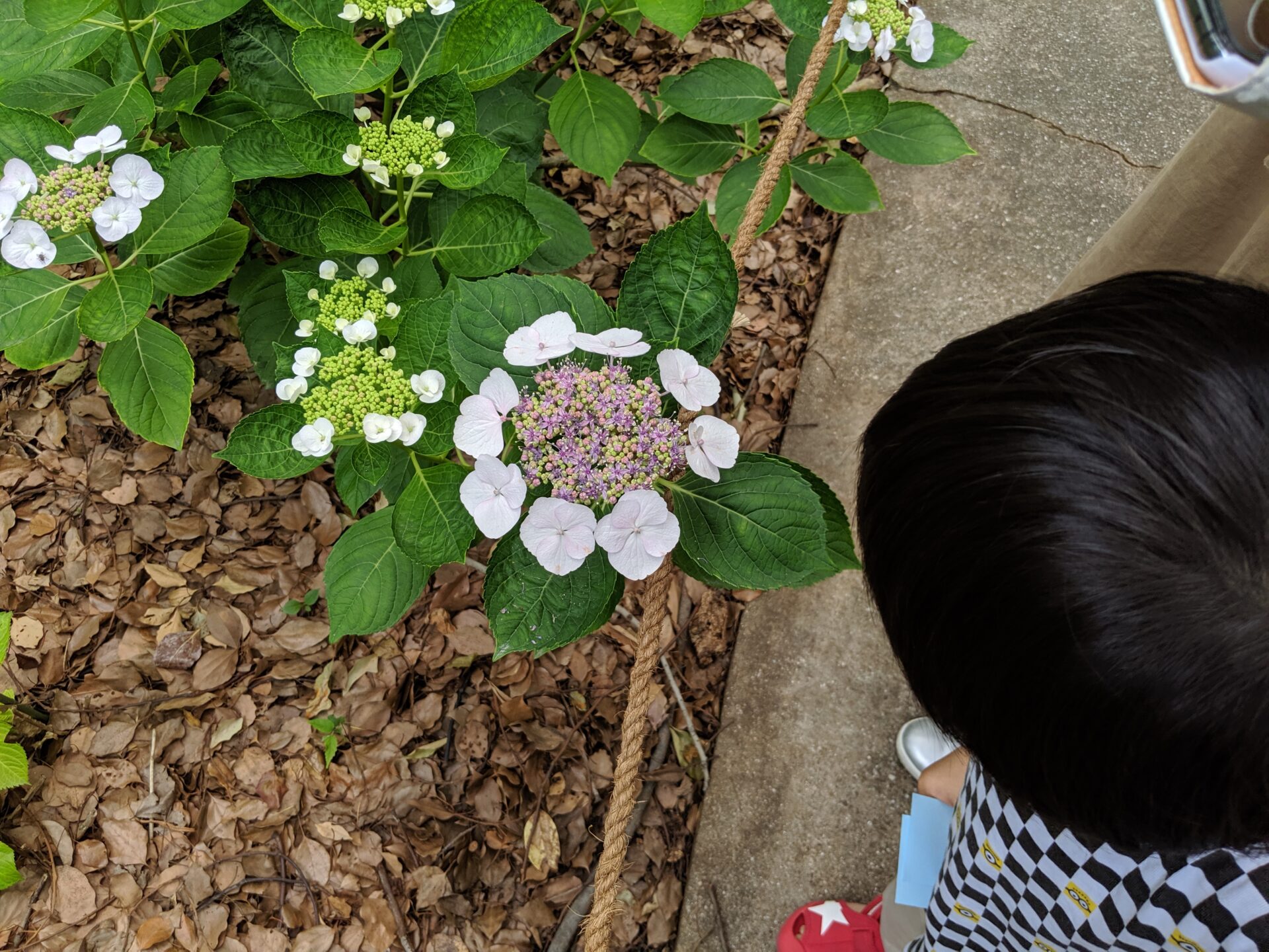 紫陽花
