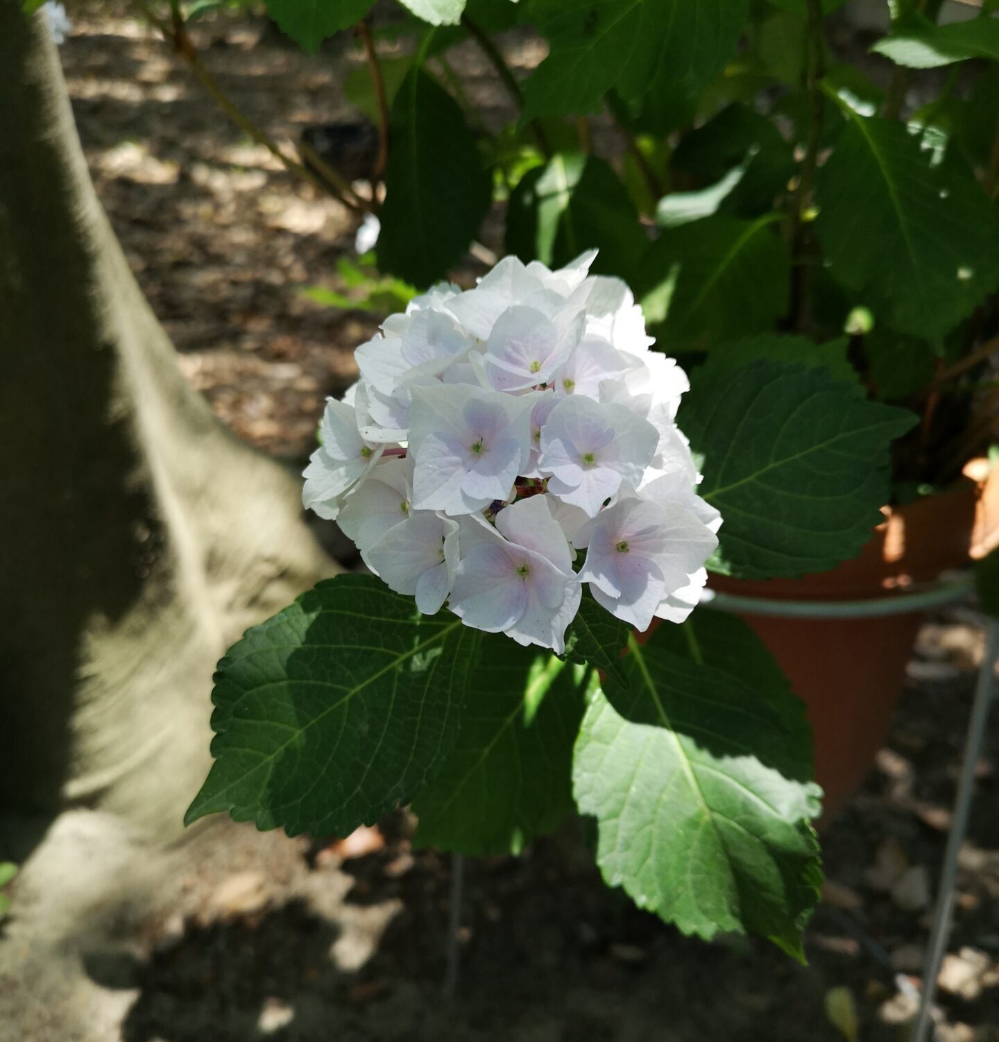 紫陽花