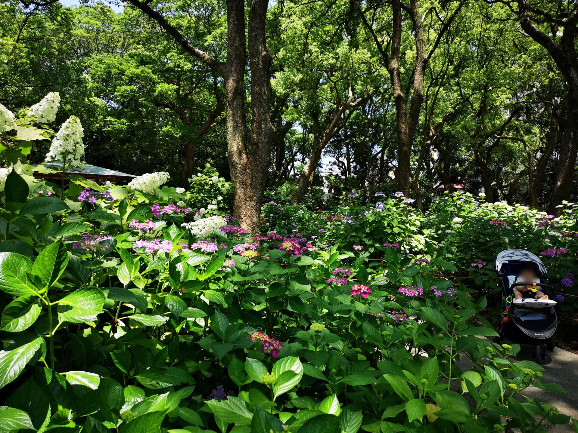 筥崎宮のあじさい苑