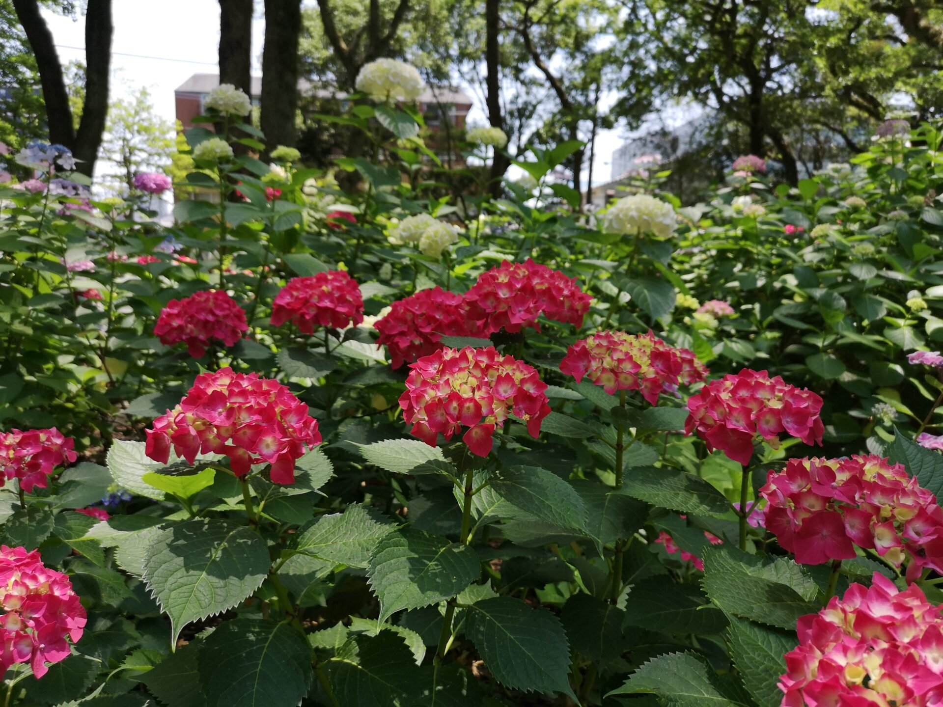 あじさい苑の紫陽花