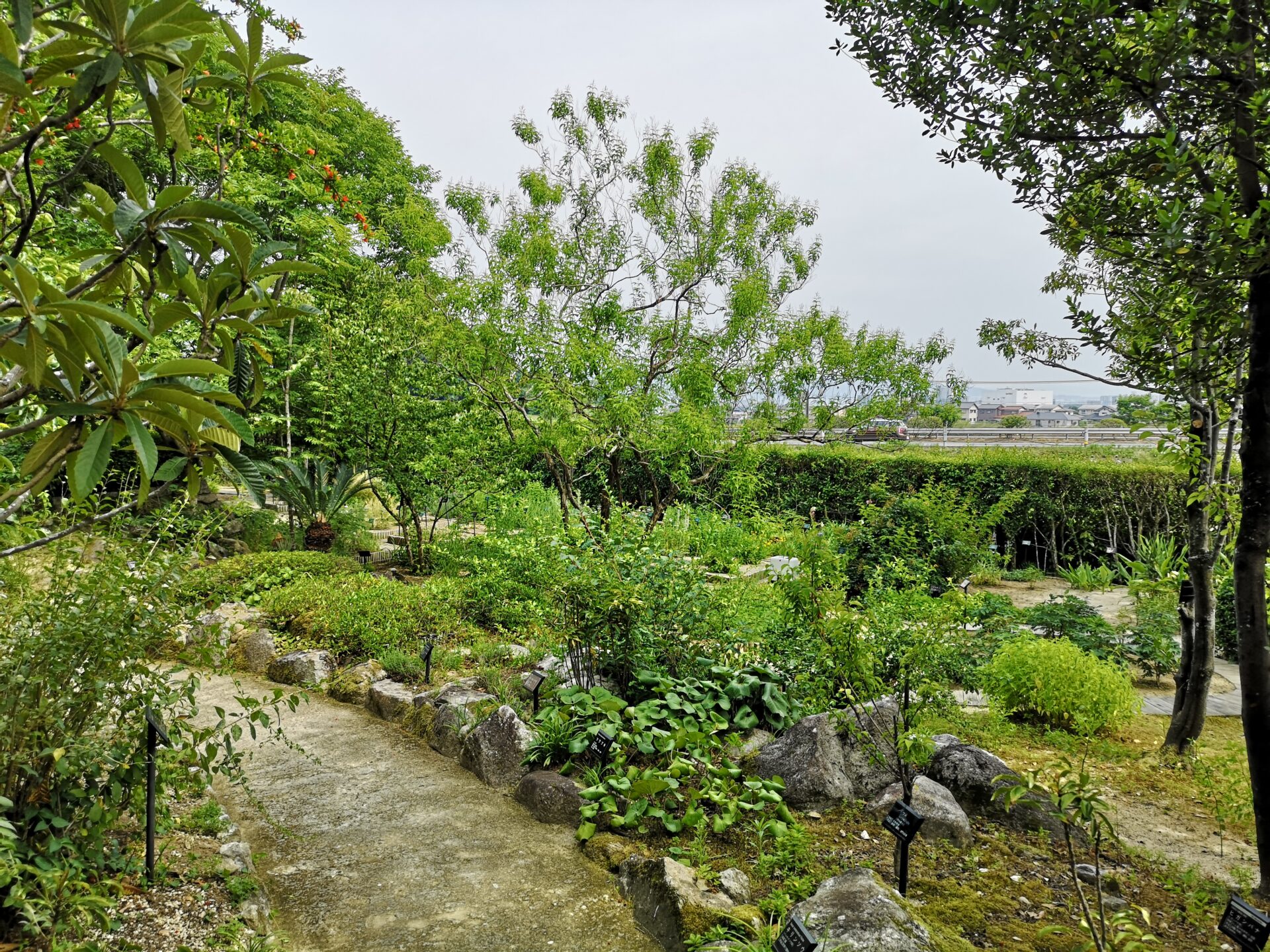 薬木薬草園